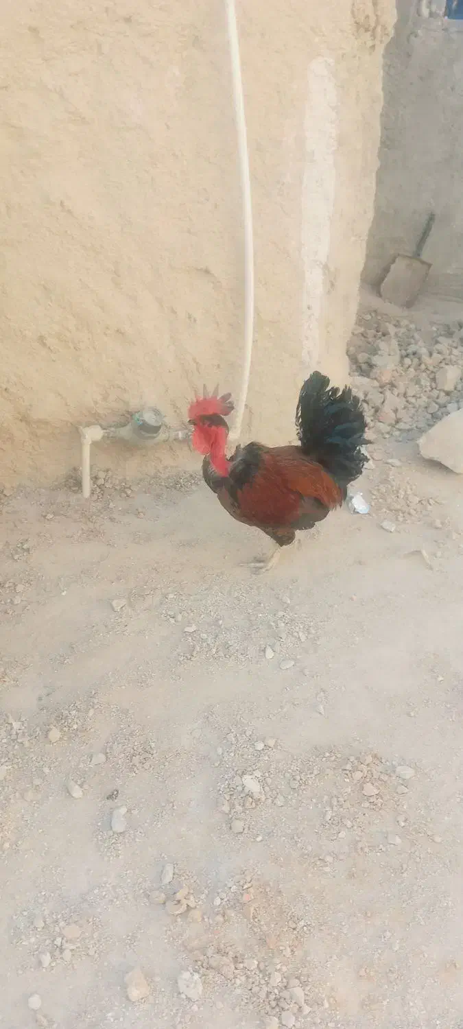 خروس|حیوانات مزرعه|دهدشت, |دیوار