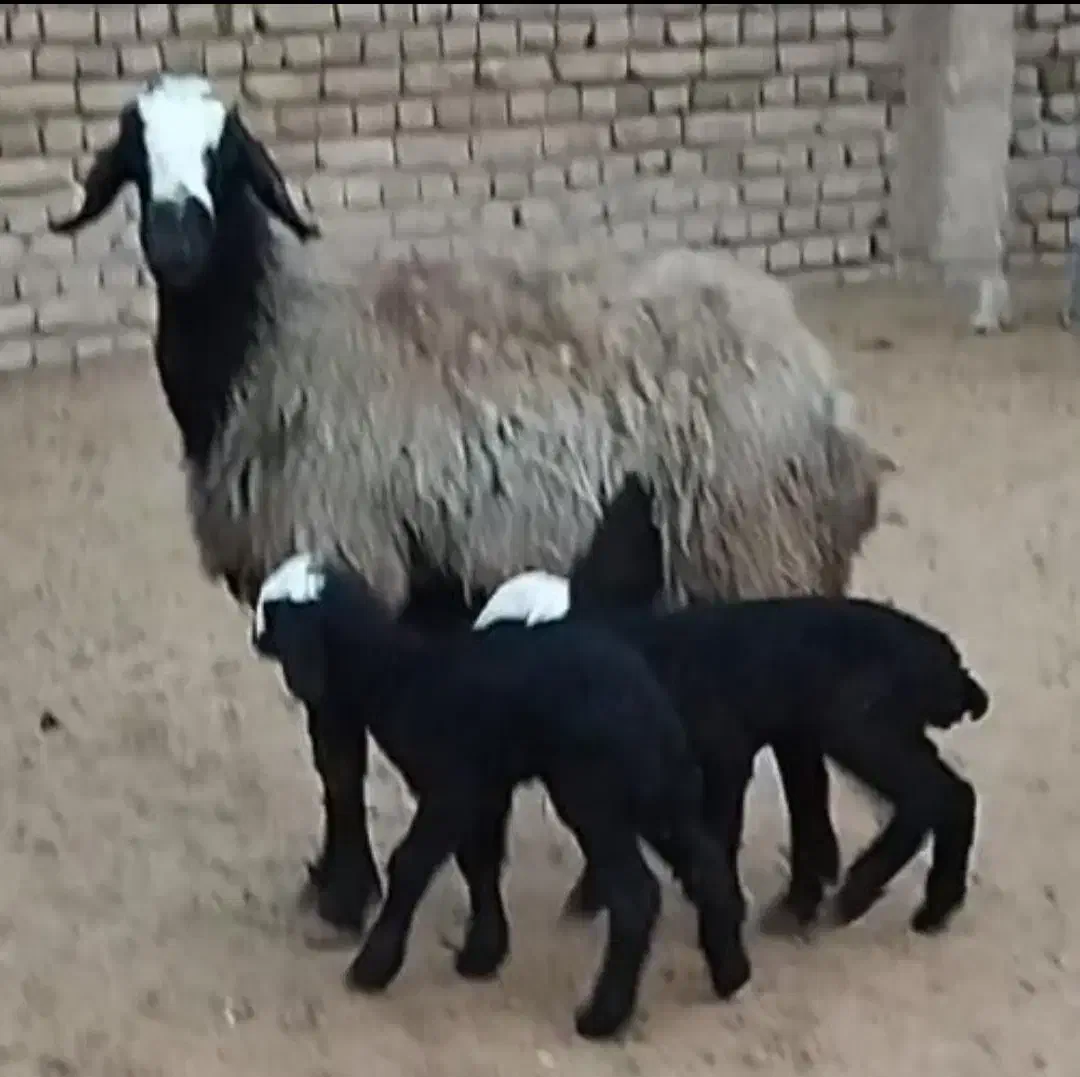 فــروش گوسفند دوقلو زا و چنـد قلوزا و بره|حراج|یزد, |دیوار