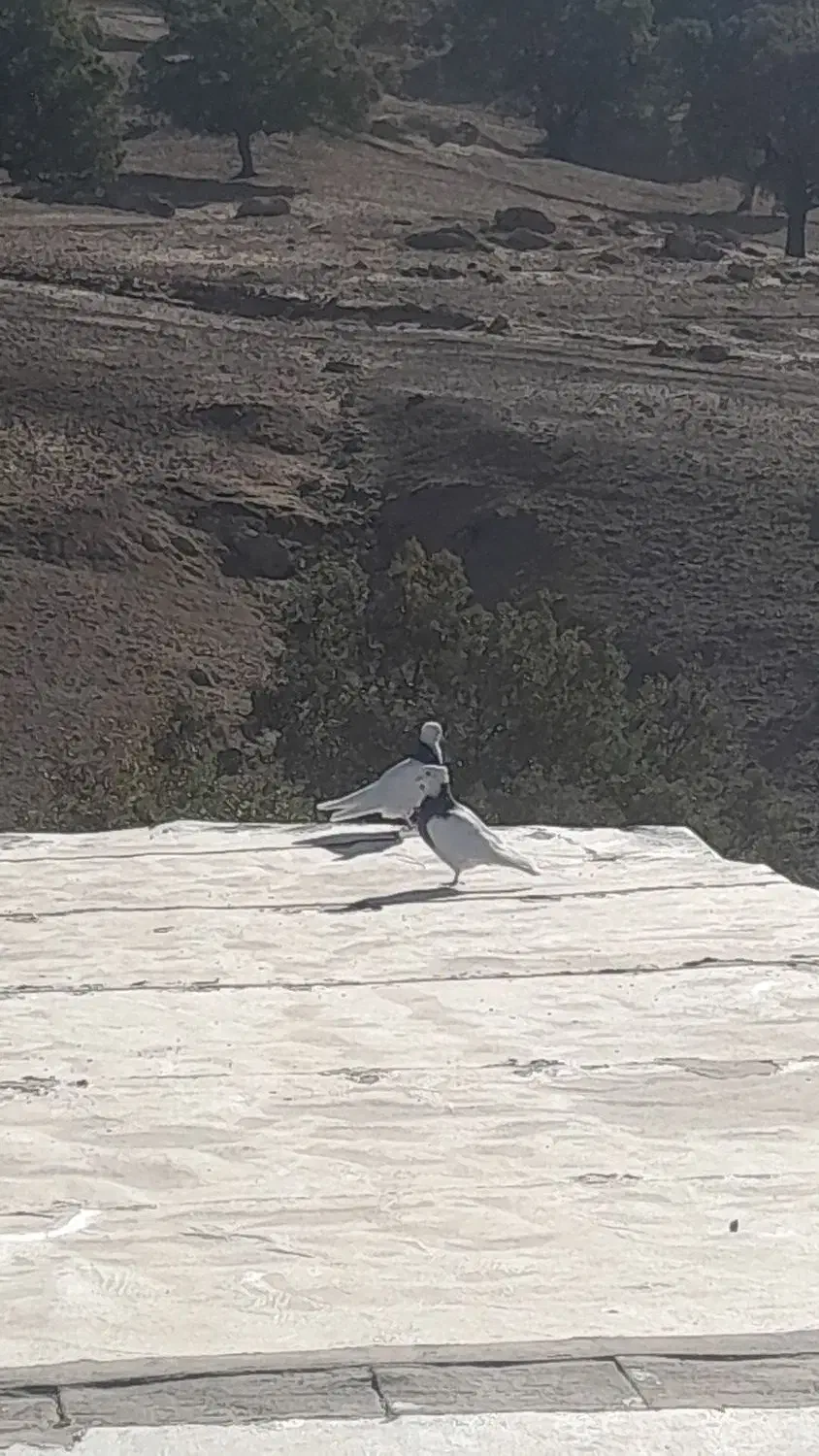 کفتر طوقی|پرنده|بازفت, |دیوار