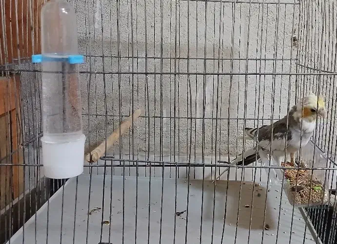 جوجه عروس هلندی ابلغ|پرنده|محمدشهر, ولدآباد|دیوار