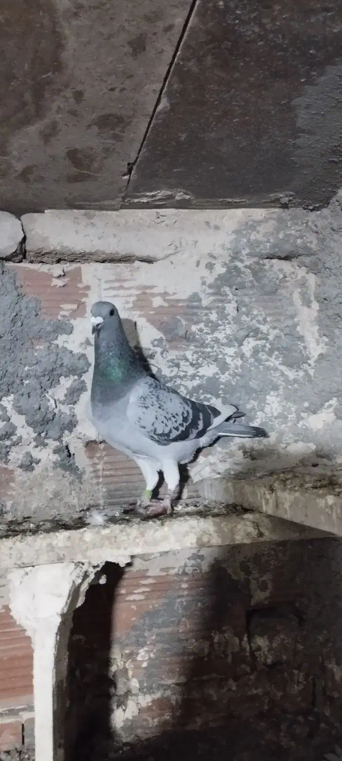 سه جفت کبوتر دوبر|پرنده|اردبیل, |دیوار