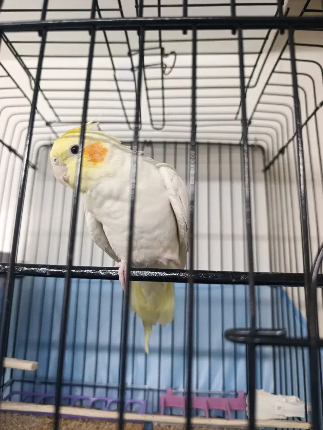 عروس هلندی دست آموز|پرنده|سراب, |دیوار