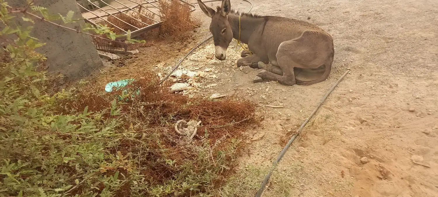 الاغ ماده سالم و جوان|حیوانات مزرعه|میناب, |دیوار