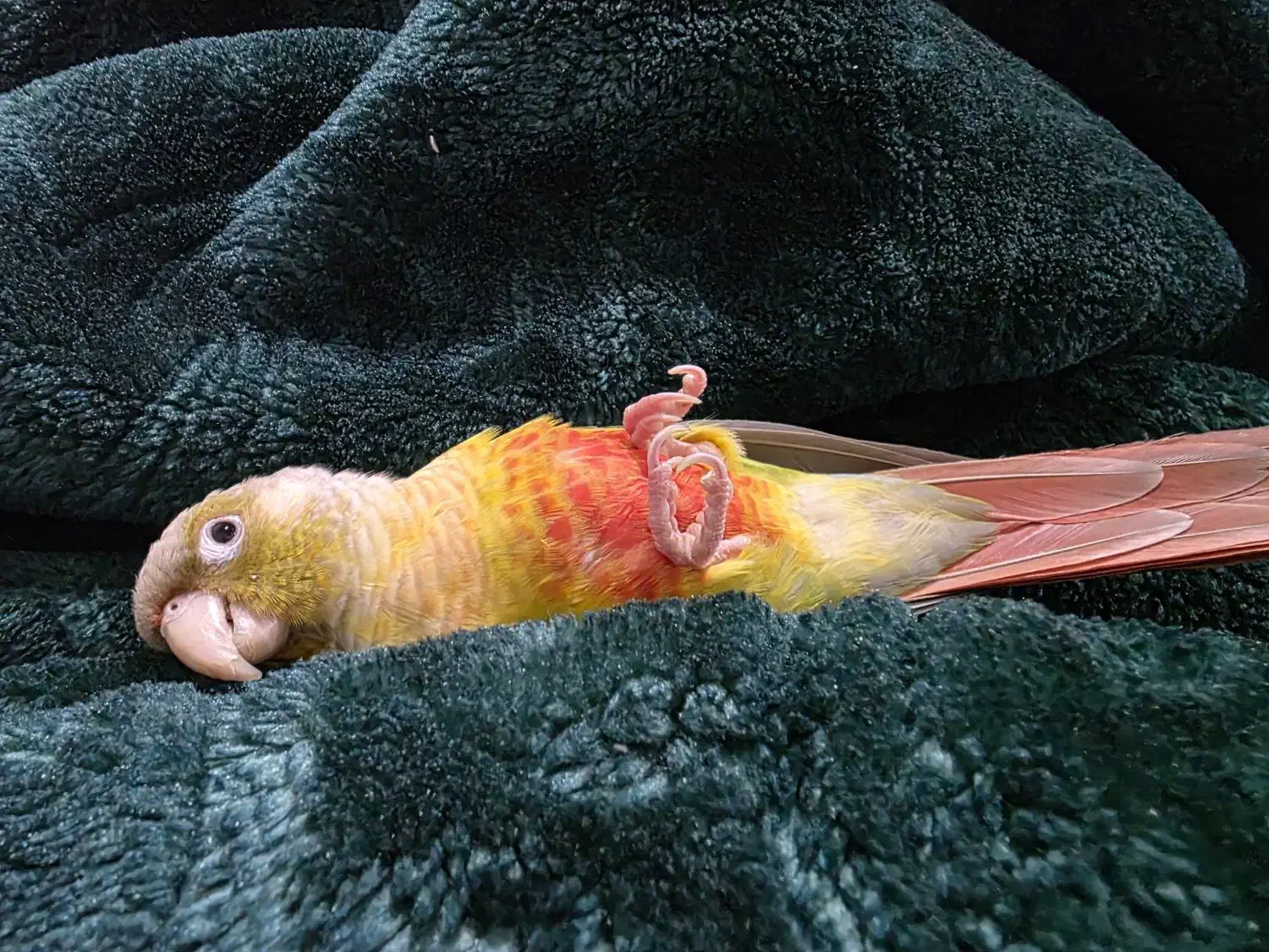 طوطی گم شده|حیوانات|دزفول, |دیوار