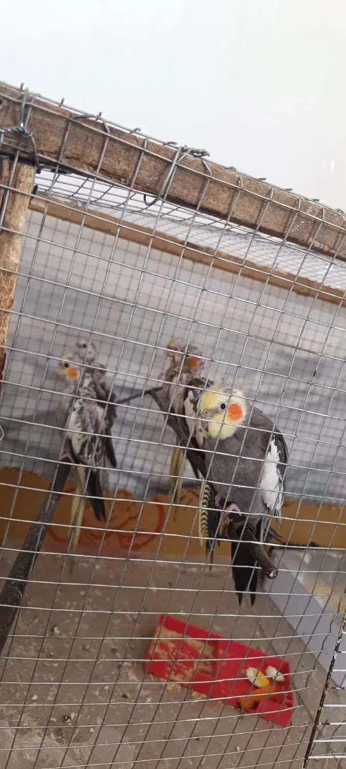 فروش عروس هلندی نر|پرنده|خور (اصفهان), |دیوار