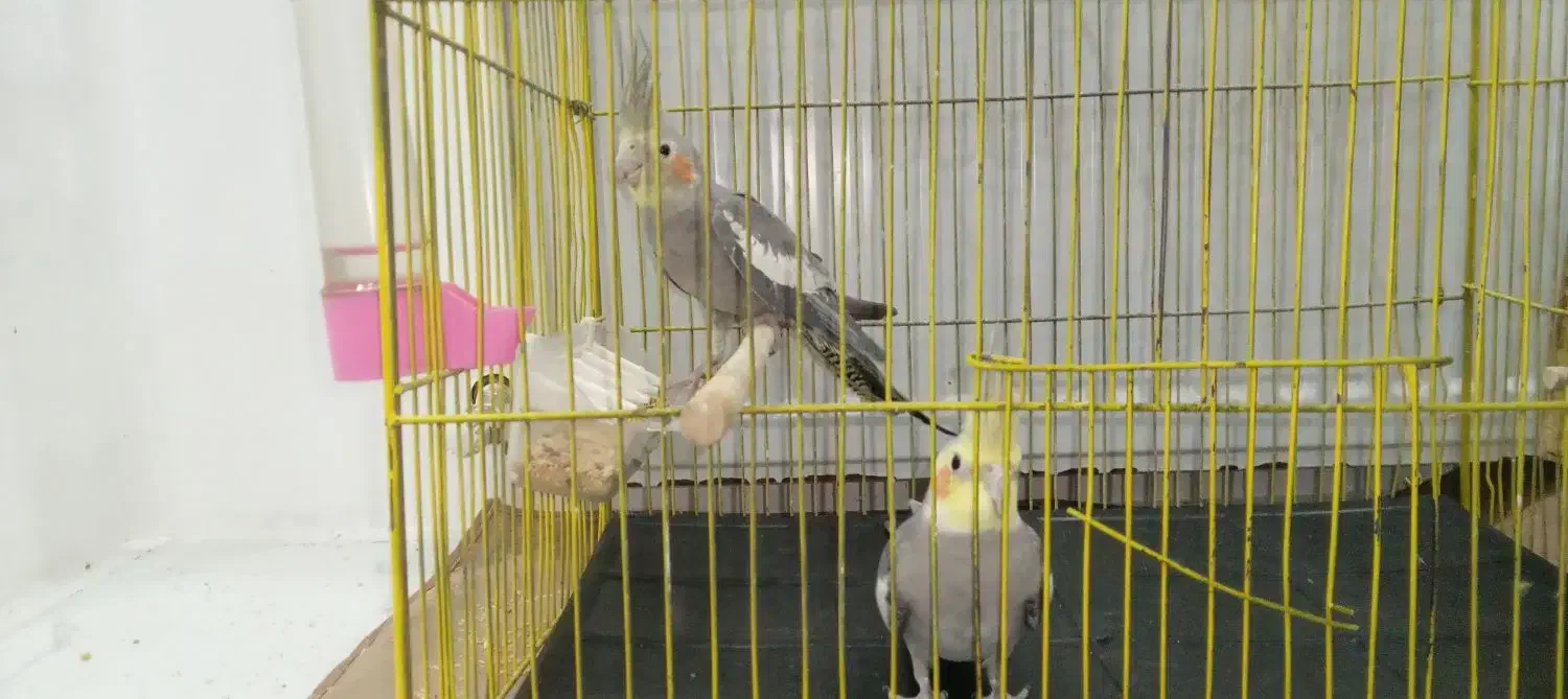 عروس هلندی نرو ماده|پرنده|لیسار, |دیوار