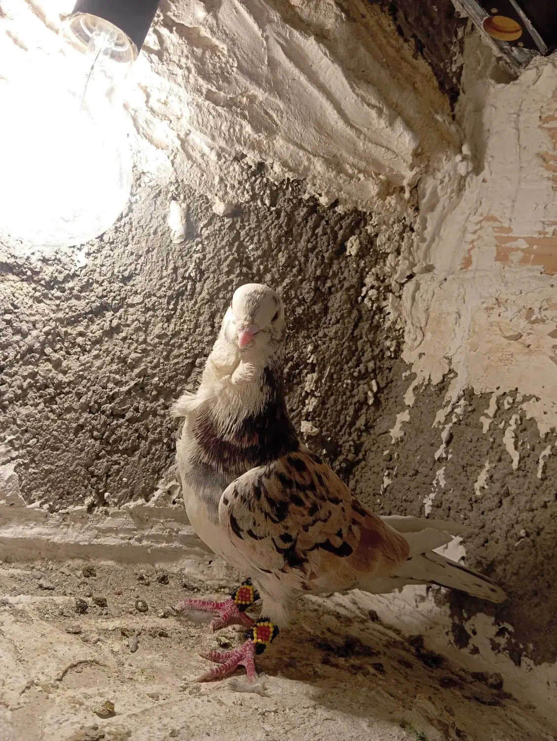 کفتر معاوضه|پرنده|مشکین‌دشت, |دیوار