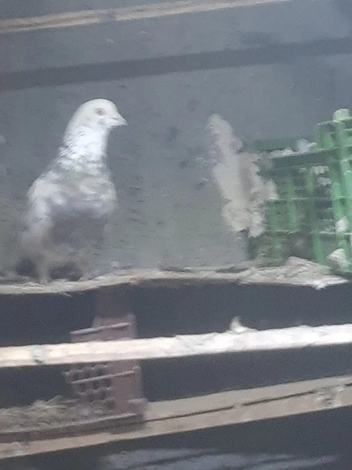 کفتر گم شده|حیوانات|تاکستان, |دیوار