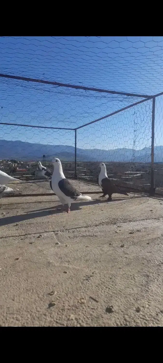 کفتر خوب|پرنده|نگین شهر, |دیوار