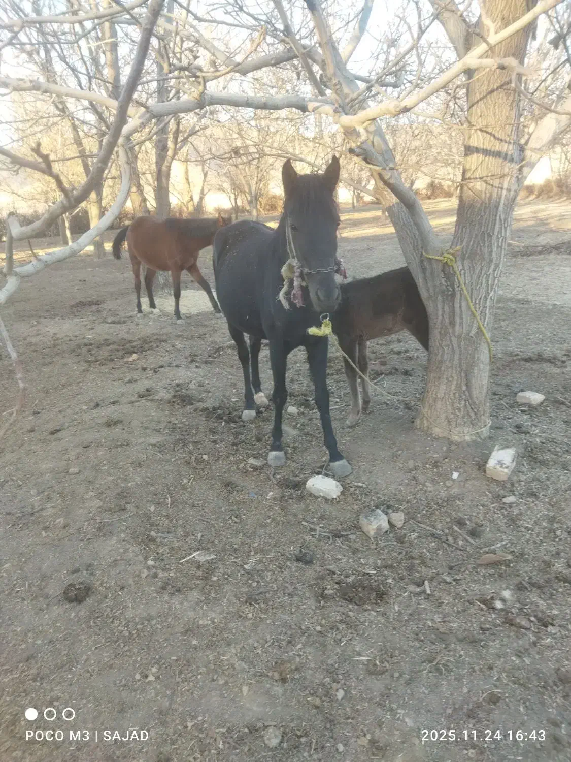 مادیان وکره|اسب و تجهیزات اسب‌سواری|الشتر, |دیوار