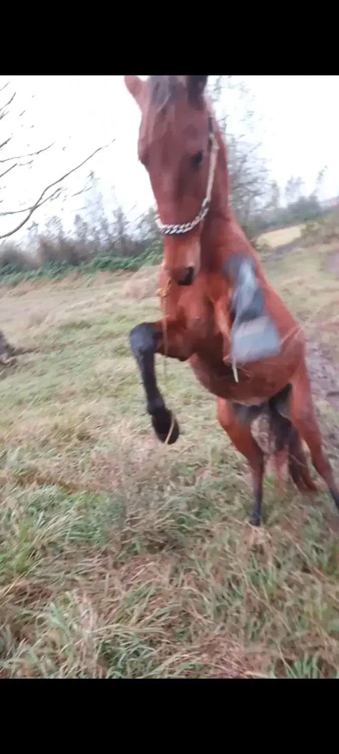 فروش اسب|اسب و تجهیزات اسب‌سواری|خمام, |دیوار