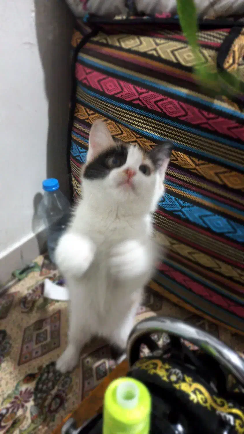 گربه ملوس بازی گوش و خیلی قشنگ ۴ ماهه|گربه|تهران, سبلان (لشگر)|دیوار