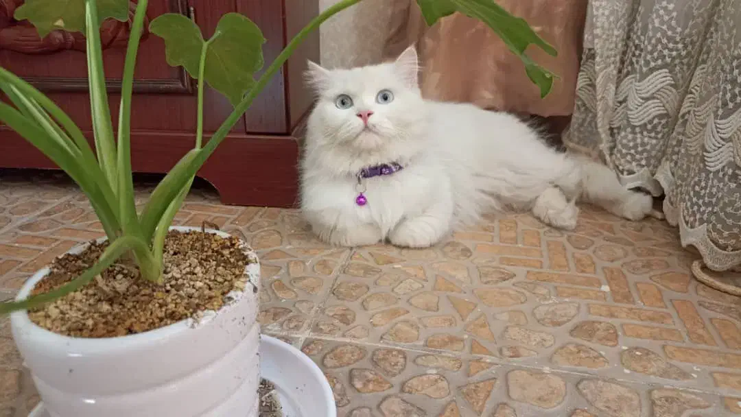 جفت گیری|گربه|همدان, |دیوار