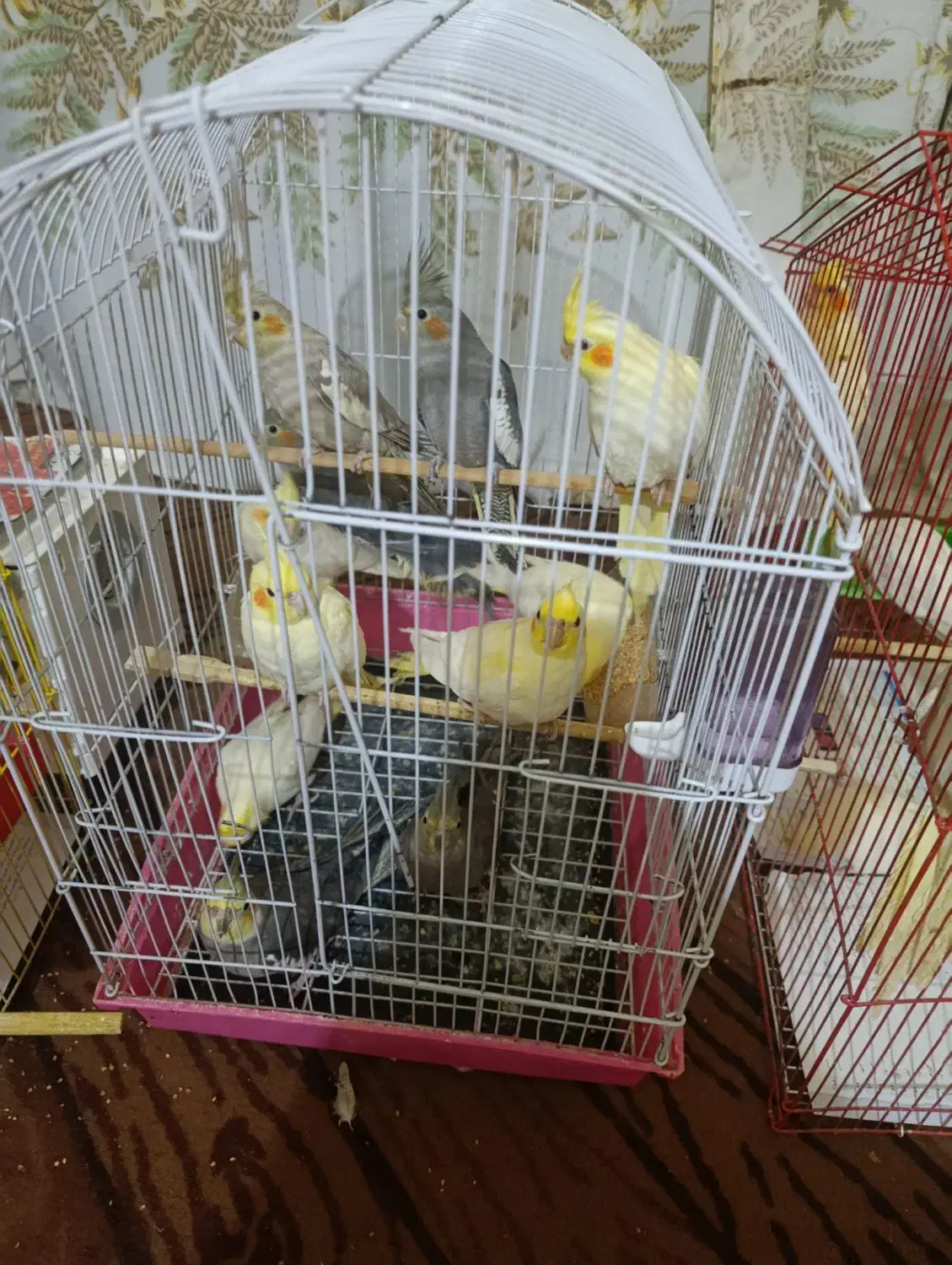 فروش طوطی|پرنده|چمران, |دیوار