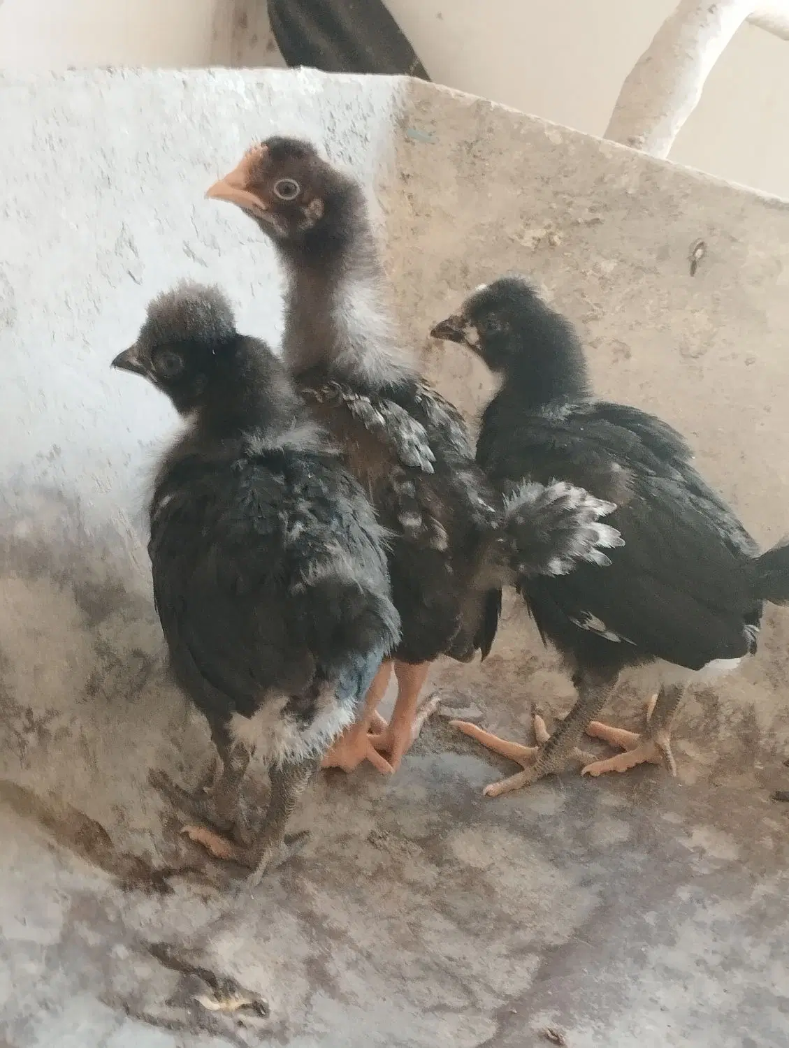 جوجه مرغ|حیوانات مزرعه|مبارکه, |دیوار
