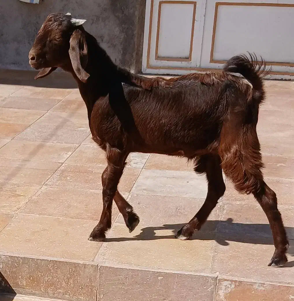 40راس میش آبستن درحال زایش مادردختر سرحال|حیوانات مزرعه|اقلید, |دیوار