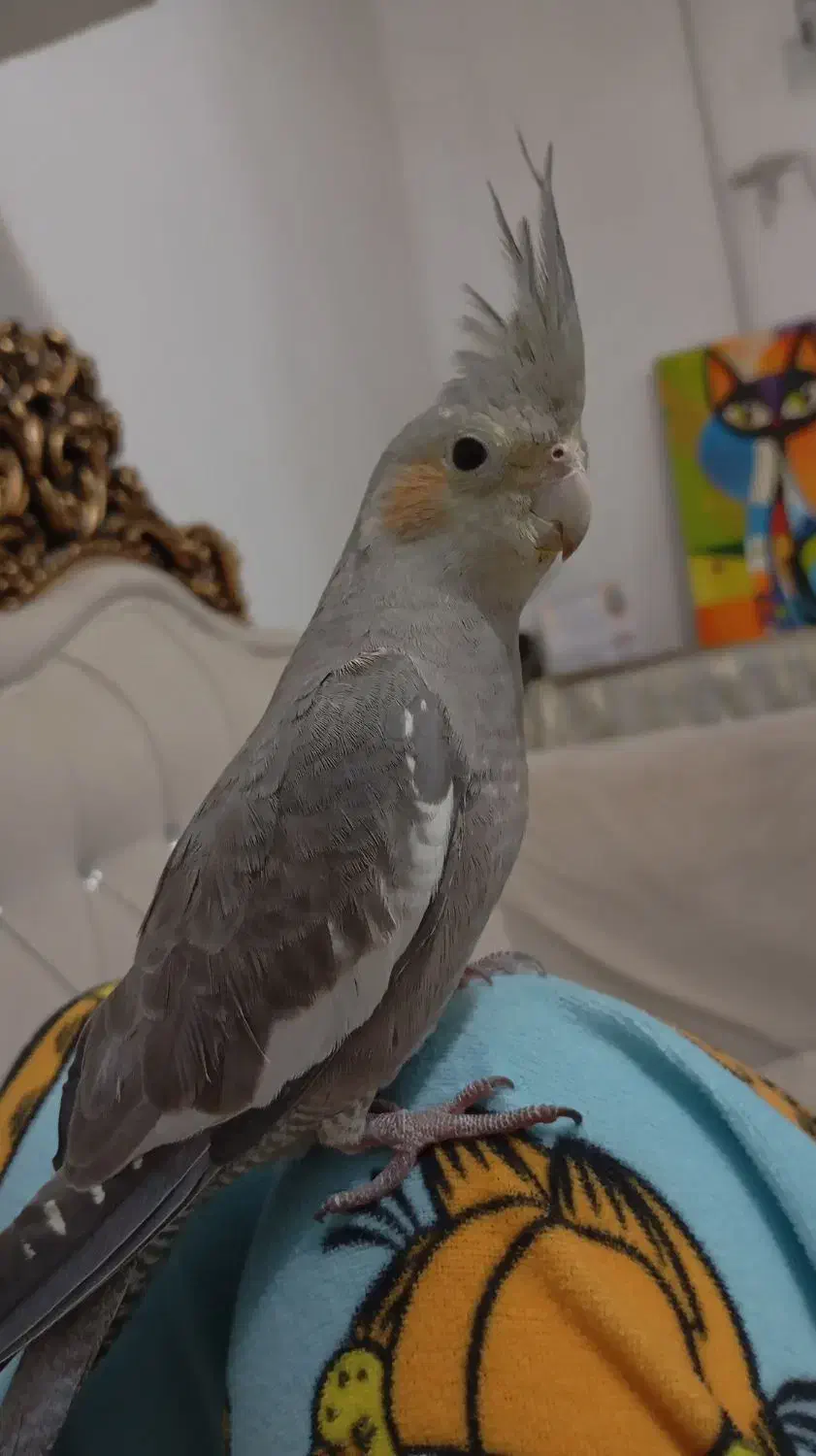 عروس هلندی گمشده|حیوانات|فسا, |دیوار