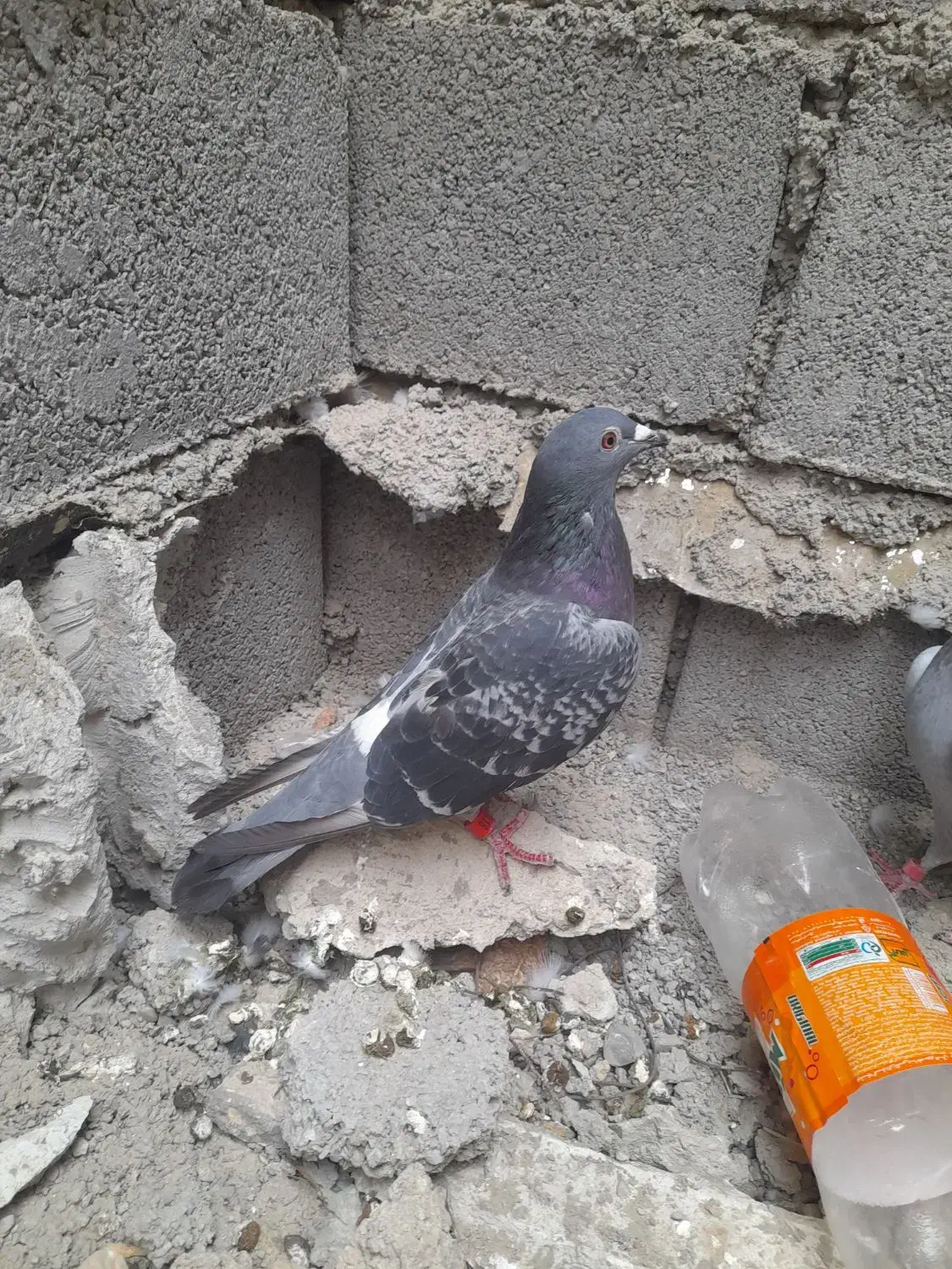 پلاکی|پرنده|بندر ماهشهر, |دیوار