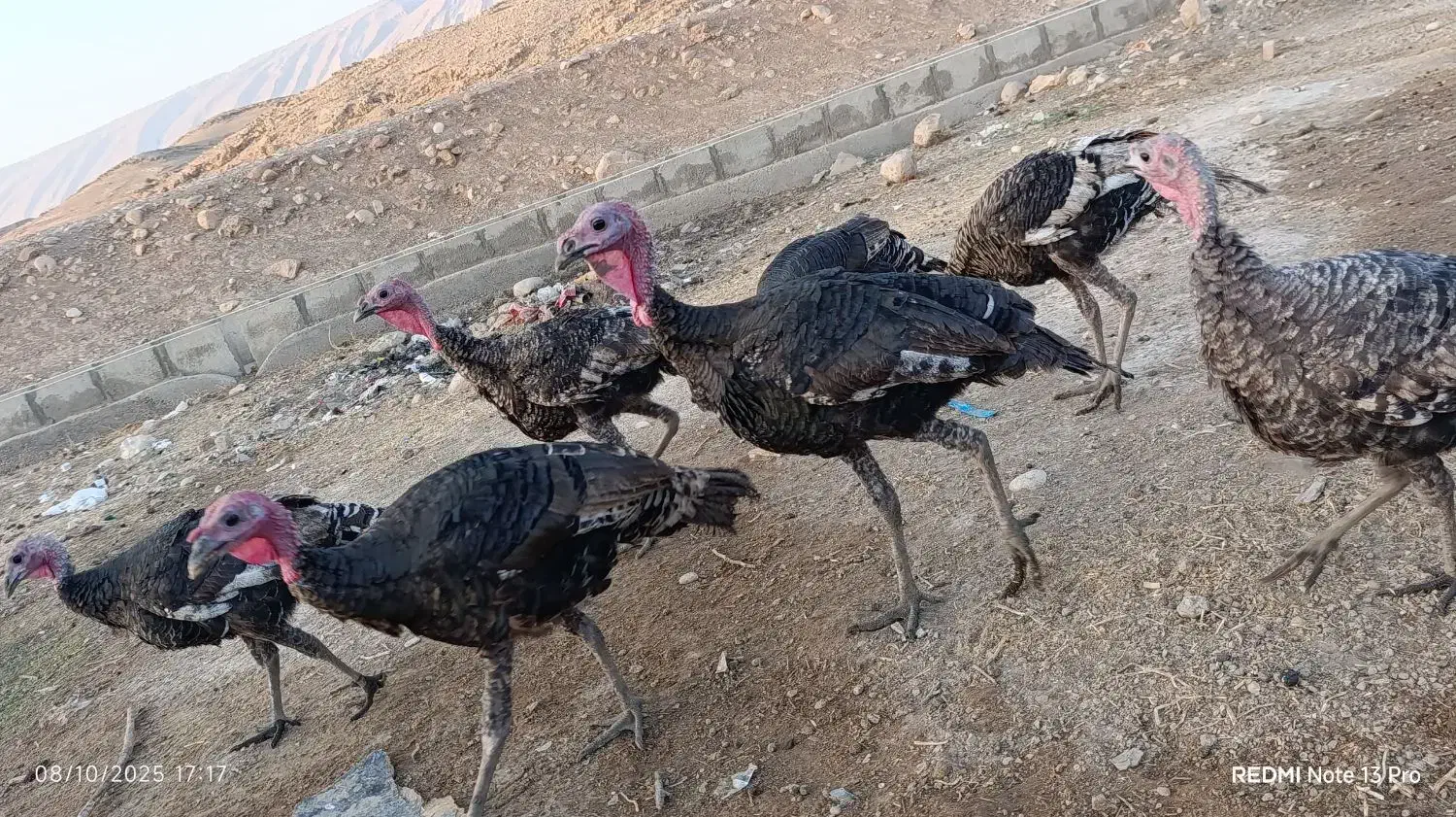 بوقلمون|حیوانات مزرعه|پلدختر, |دیوار