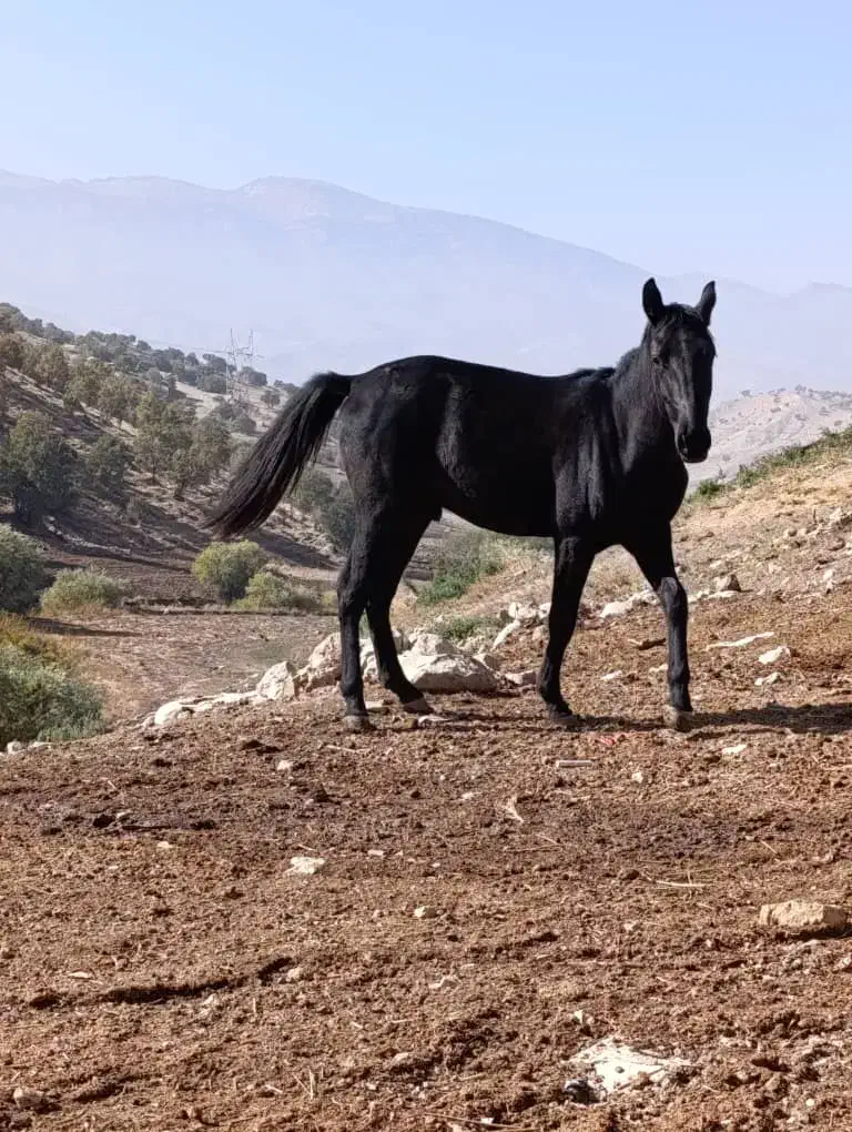 کره اسب|اسب و تجهیزات اسبسواری|درب گنبد, |دیوار