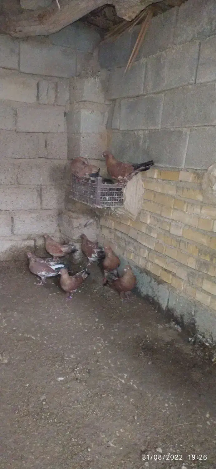 کفتر|پرنده|رامهرمز, |دیوار