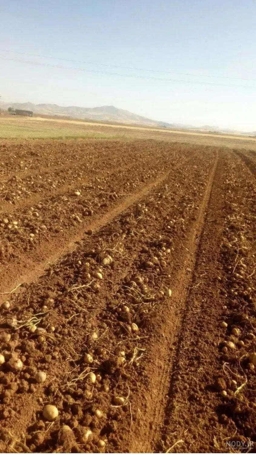 فروش زمین کشاورزی همراه با امتیاز تغییر کاربری|فروش دفتر صنعتی، کشاورزی، تجاری|شوش, |دیوار