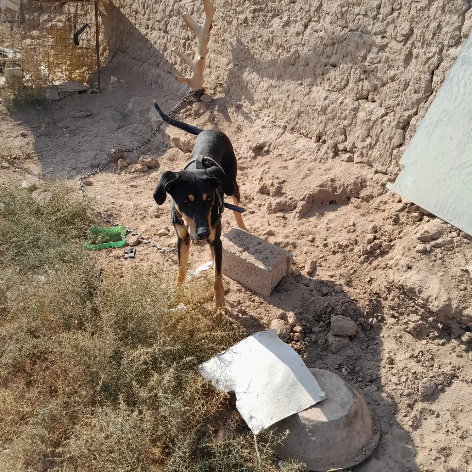 توله دوبرمن|سگ|یزد, |دیوار