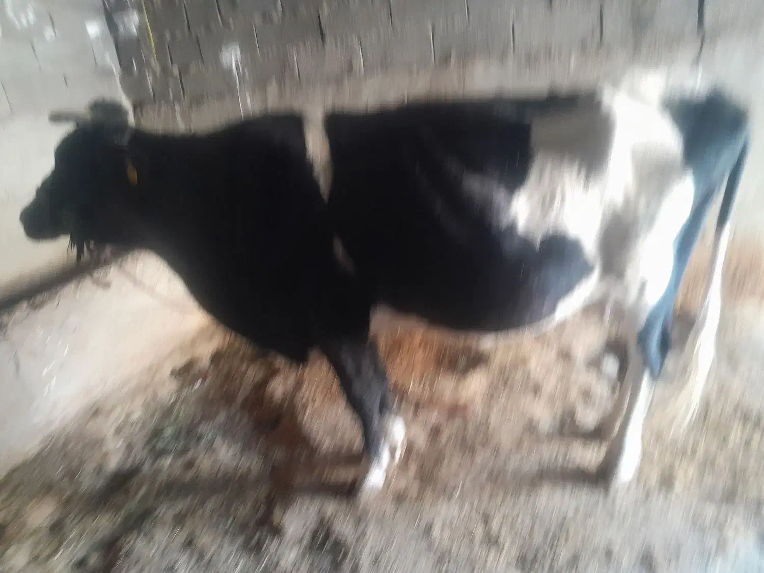 گاو‌سیمتال پنج ماه ابستن شکم چهارم|حیوانات مزرعه|باغ ملک, |دیوار