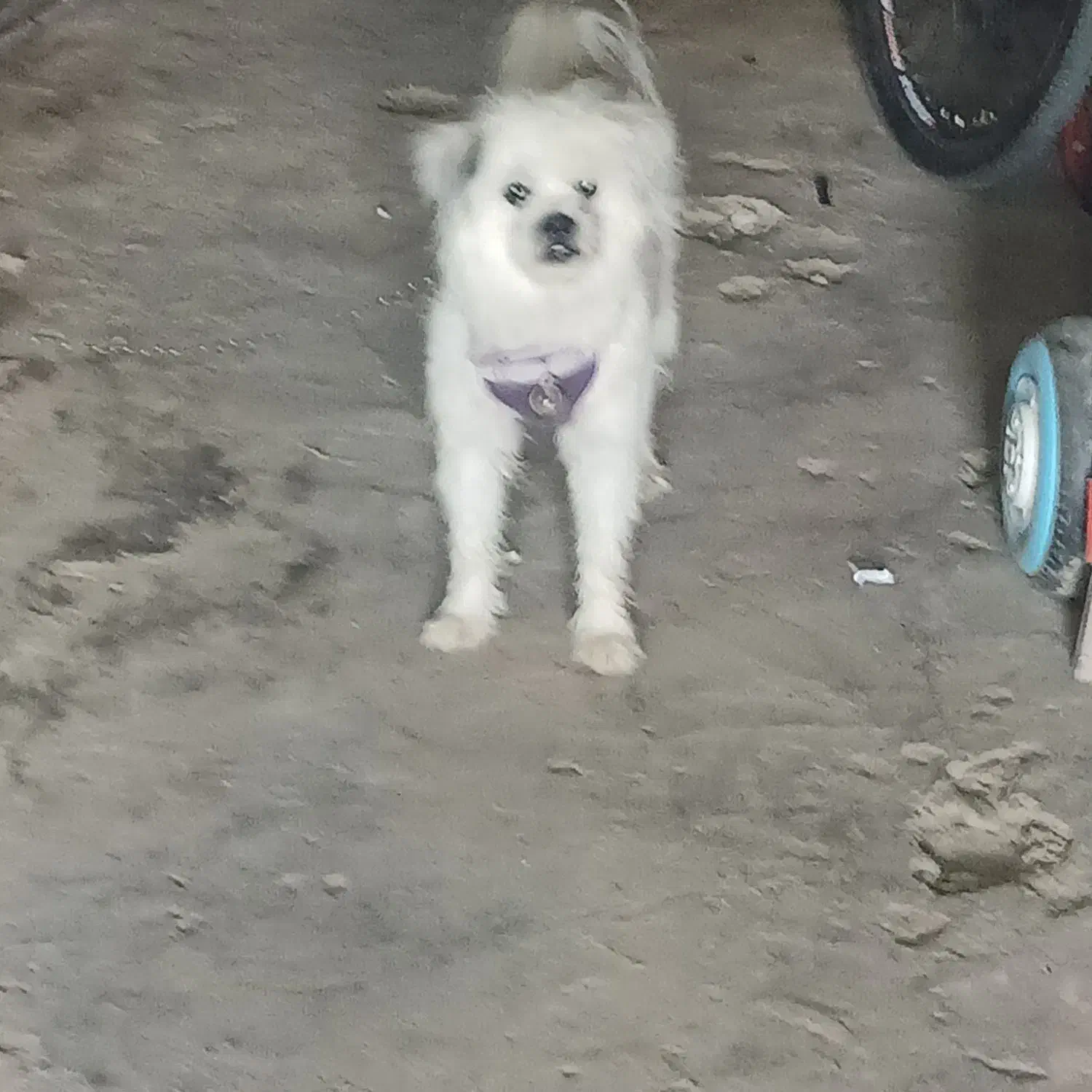 واگذاری سگ سفید|سگ|سنقر, |دیوار