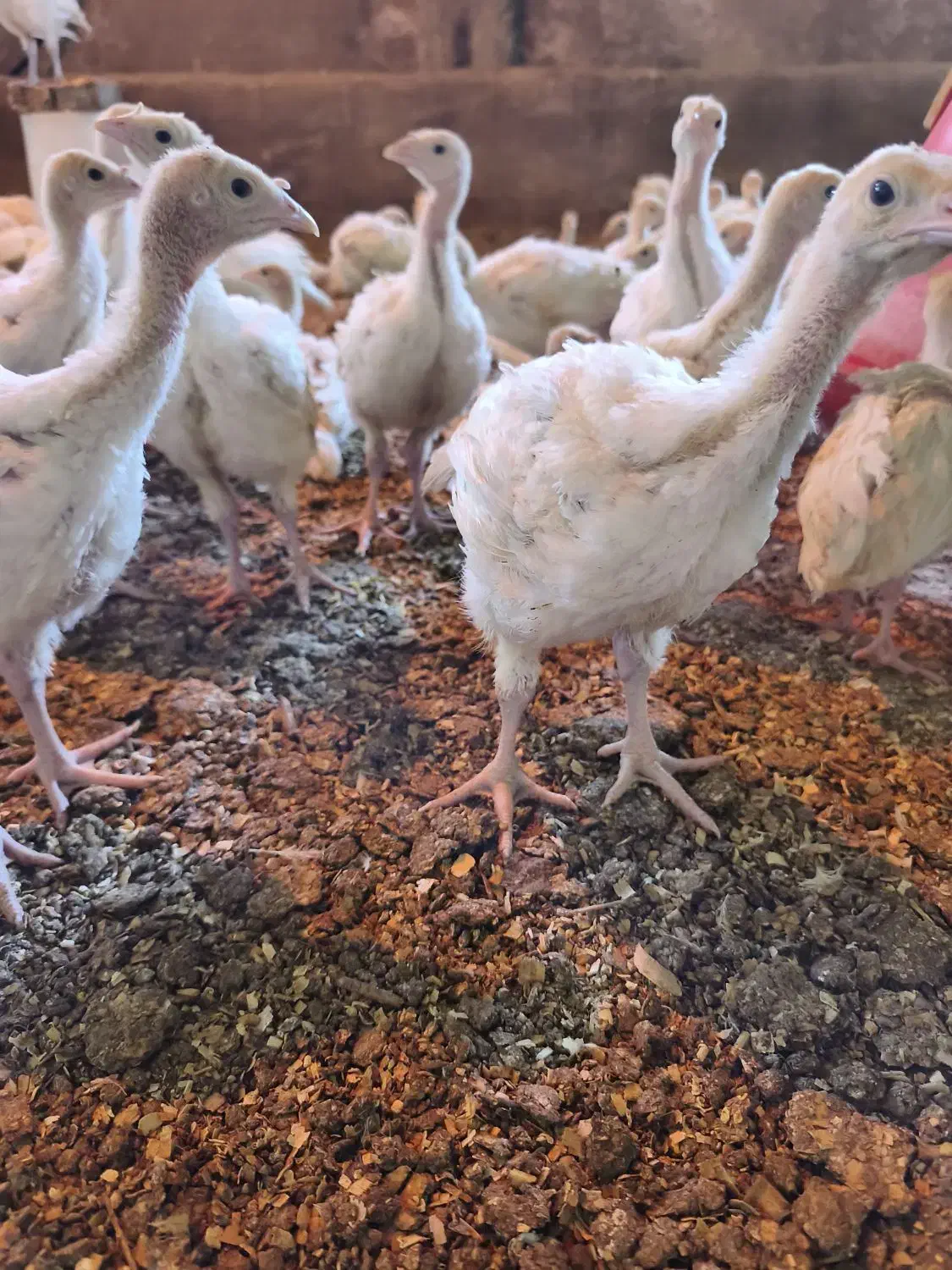 جوجه بوقلمون گوشتی|حیوانات مزرعه|قوچان, |دیوار