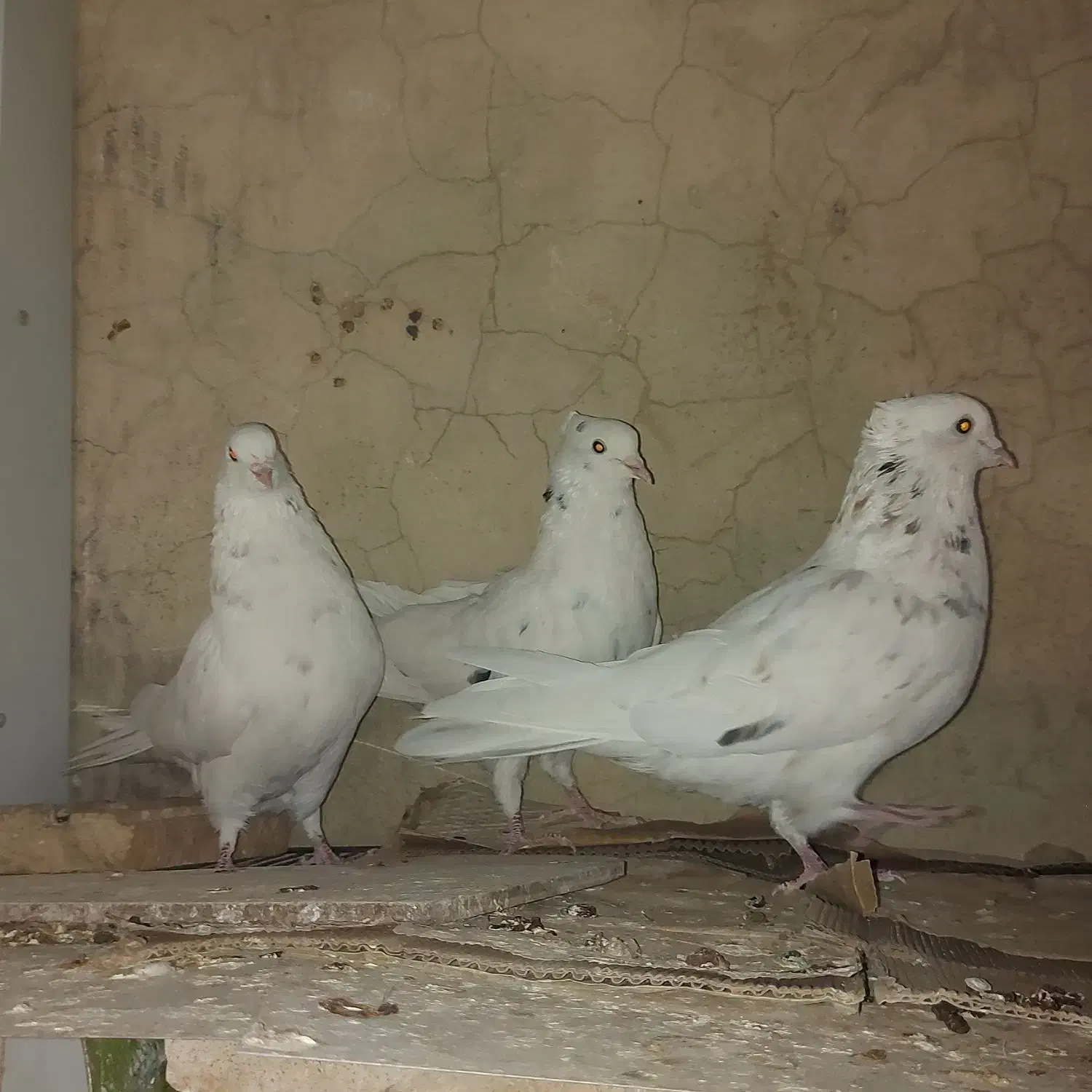 کبوتر سینه|پرنده|شیراز, تاچارا|دیوار