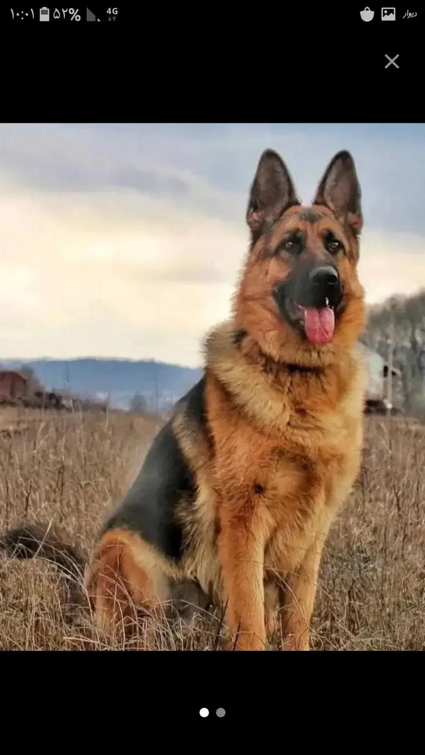 سگ ژرمن|سگ|کنگاور, |دیوار