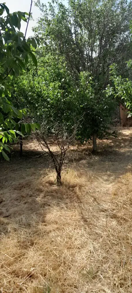۱۹۰۰ متر باغ ابتدای کمربندی کنگاور ،زیر قیمت ایران|فروش دفتر صنعتی، کشاورزی، تجاری|کنگاور, |دیوار