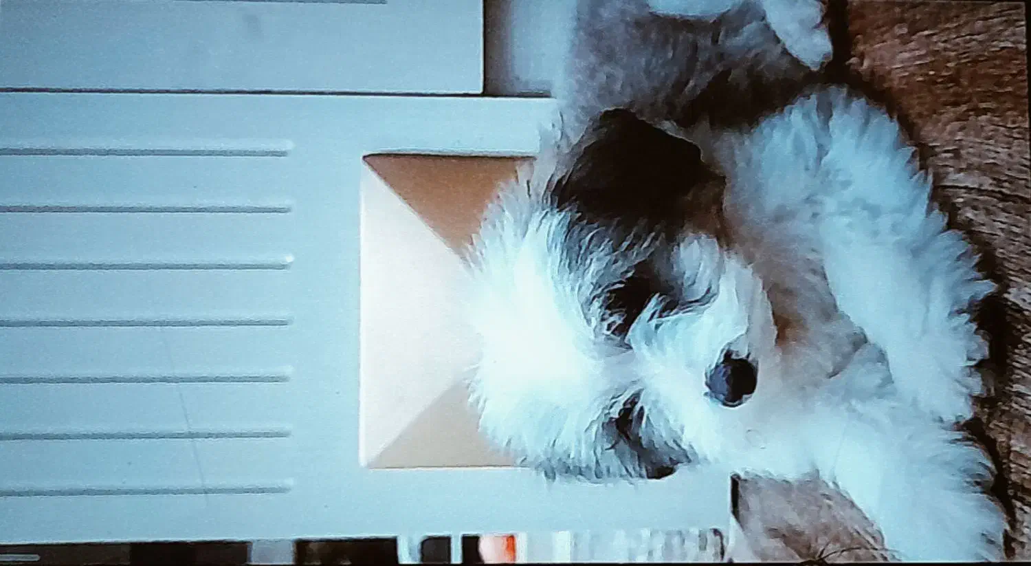 همه|سگ|راور, |دیوار