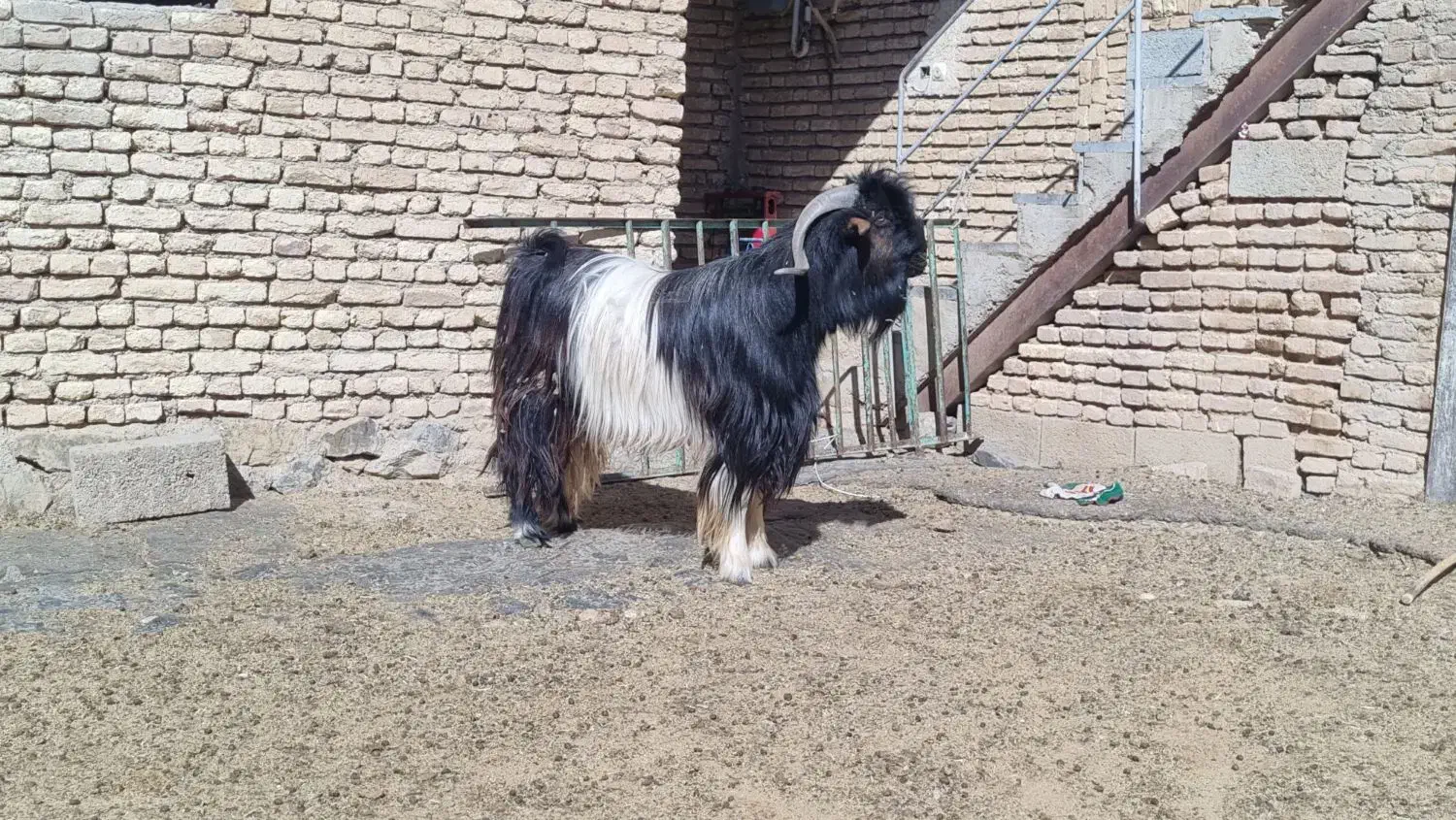 فروش چپش دبر.بعده|حیوانات مزرعه|لاران, |دیوار