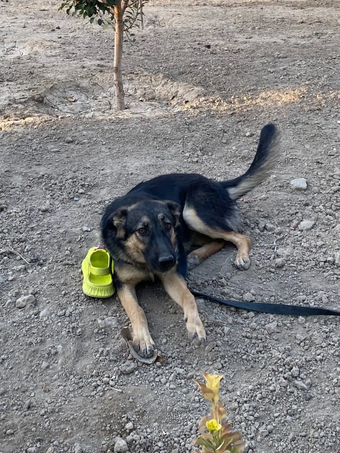 گمشده|حیوانات|ماهدشت, |دیوار