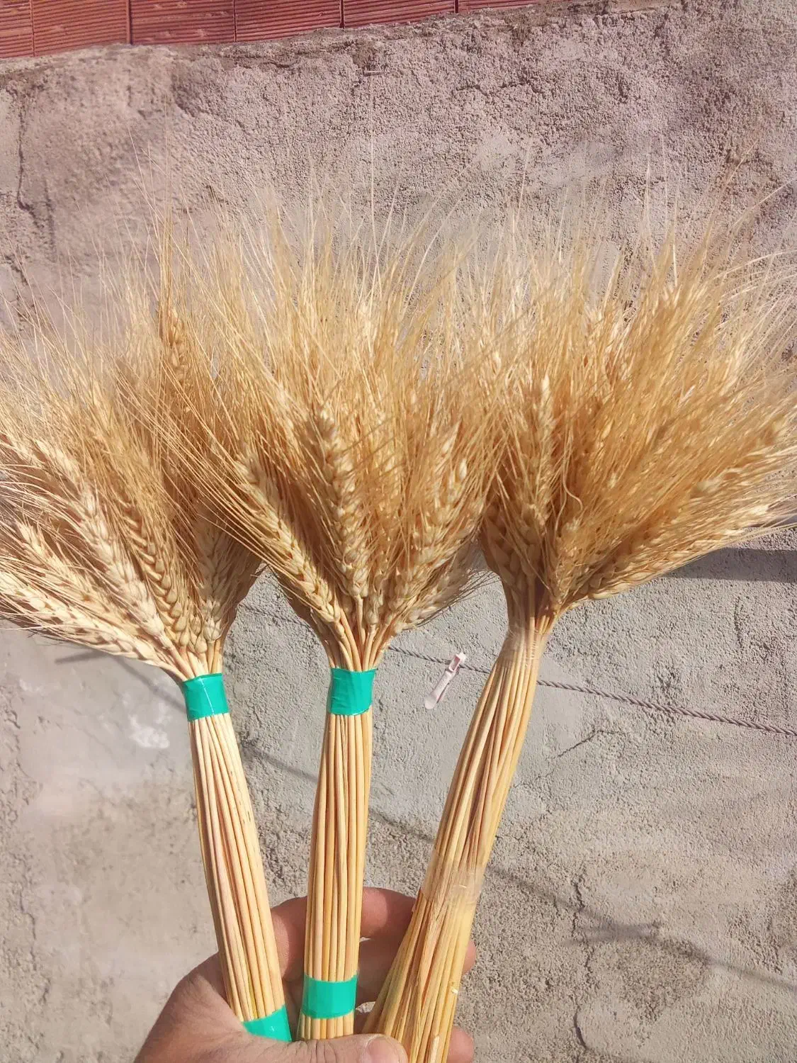 گل گندم|گل و گیاه طبیعی|رشت, چله خانه|دیوار