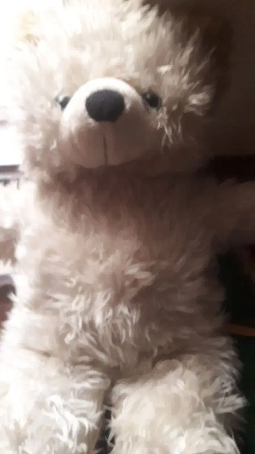 سگ پیداشده پاکوتاه|حیوانات|اهواز, سلطانمنش|دیوار