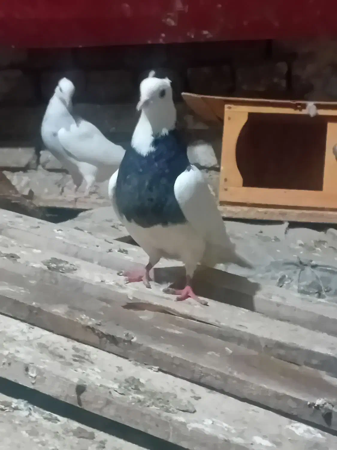 کبوتر طوقی|پرنده|بستان آباد, |دیوار