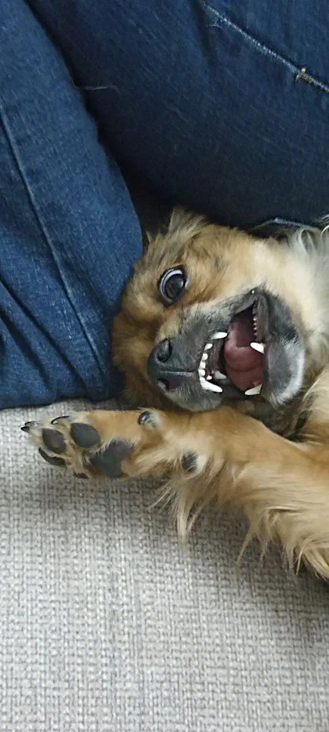 دزدیده شده|حیوانات|تهران, جنتآباد مرکزی|دیوار