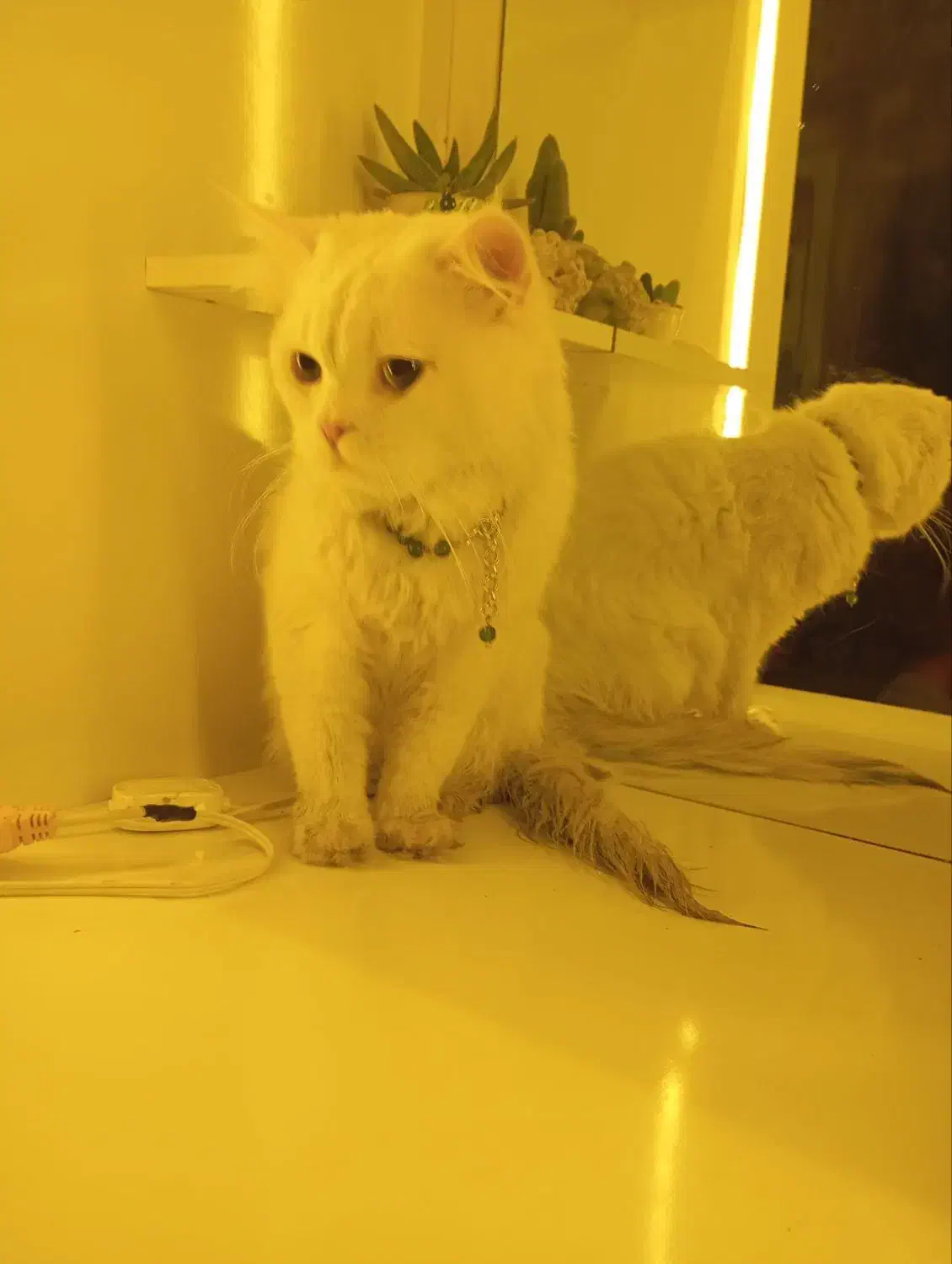 گربه پرشین|گربه|مشهد, مشکینی (شهرک غرب)|دیوار