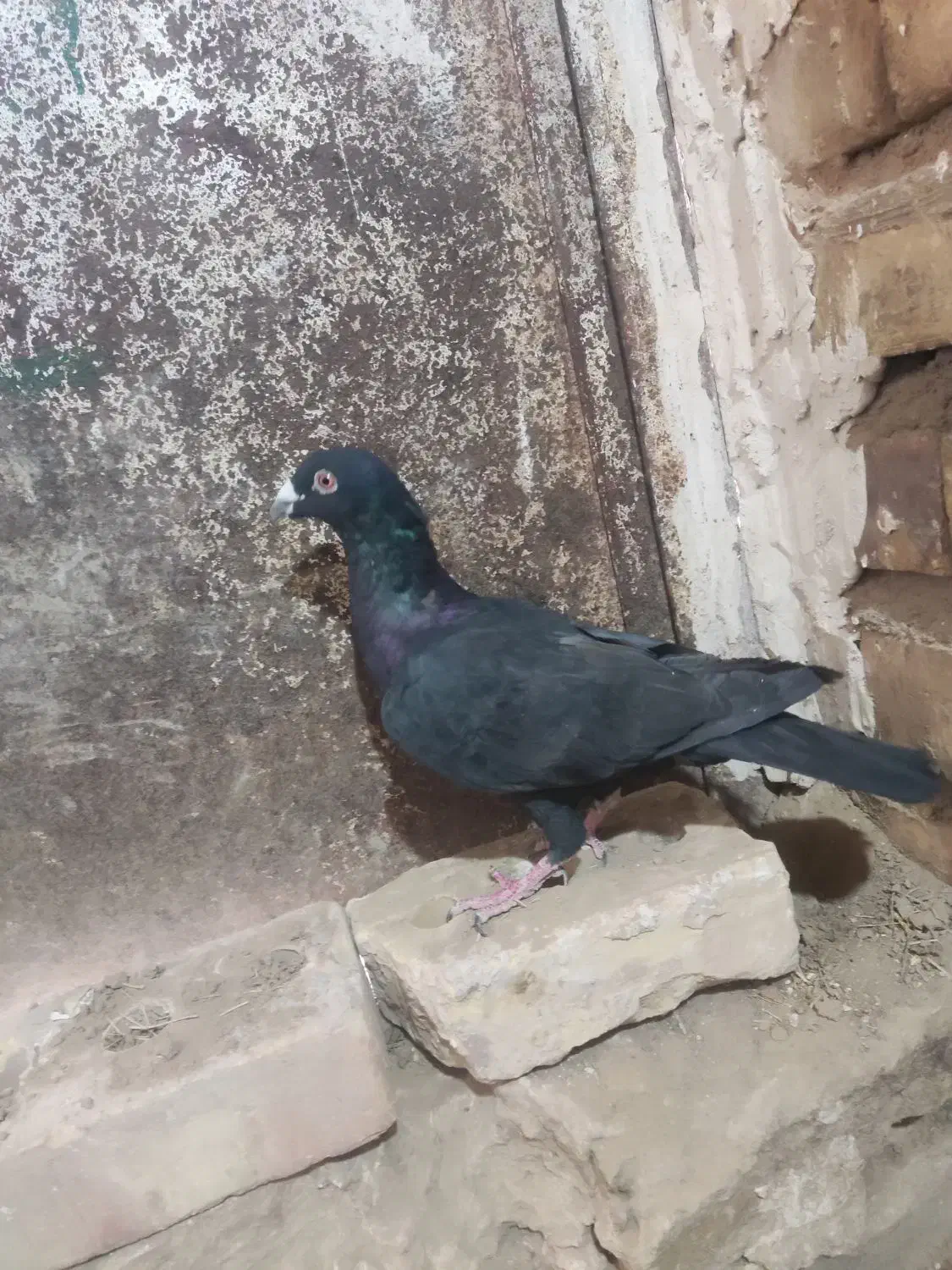 5 عدد کفتر فروشی|پرنده|تایباد, |دیوار