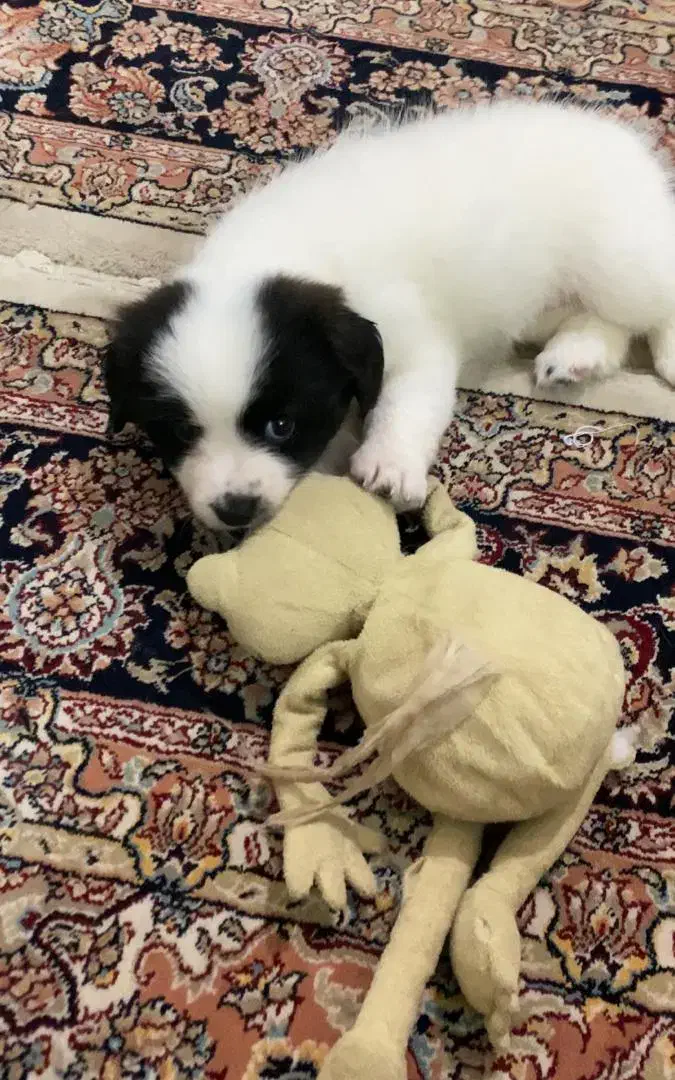 گمشده|حیوانات|لاهیجان, طالقانی|دیوار