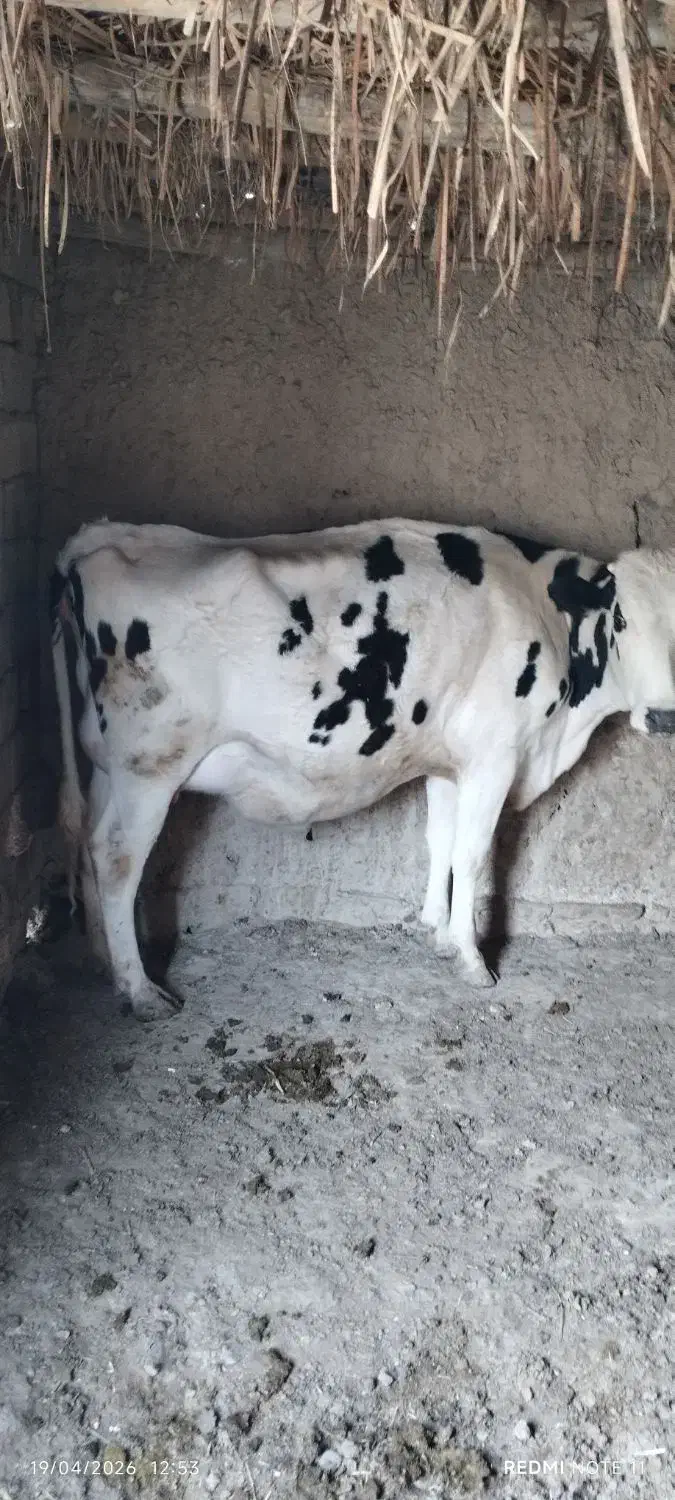 گاو|حیوانات مزرعه|نیشابور, ماروسک|دیوار