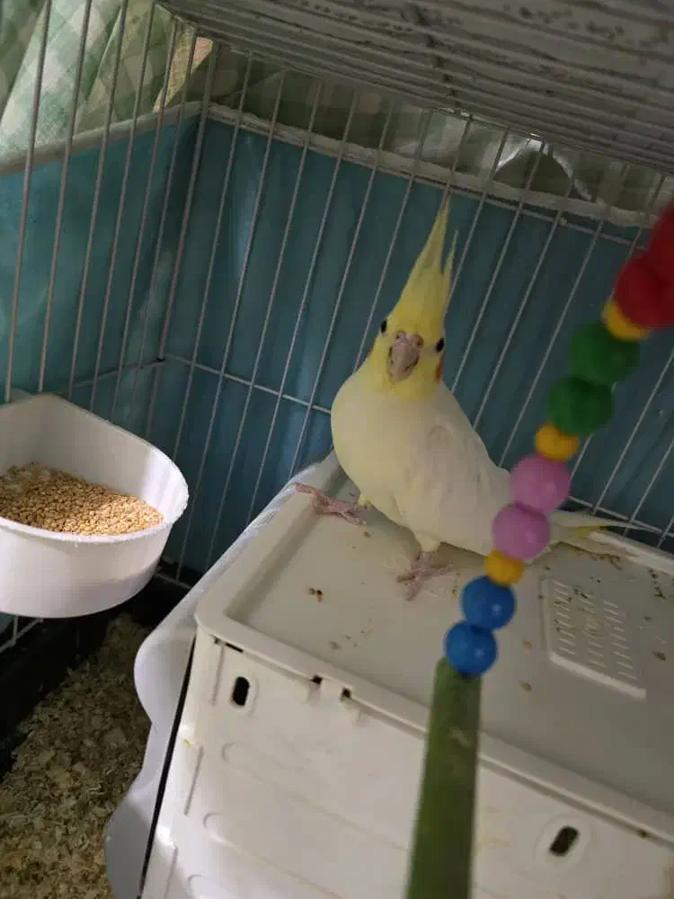 عروس هلندی مولد|پرنده|تهران, فلسطین (میدان انقلاب)|دیوار