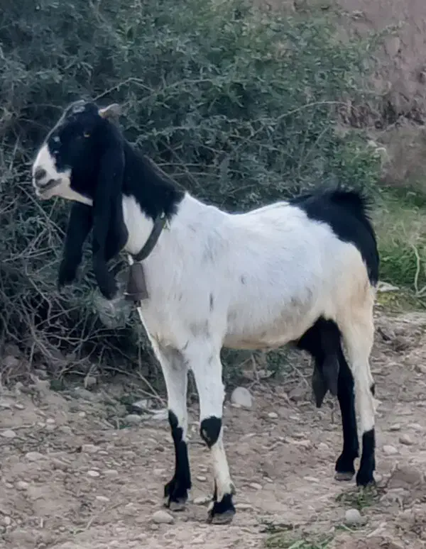 بز افغانی اصلی|حیوانات مزرعه|دزفول, |دیوار