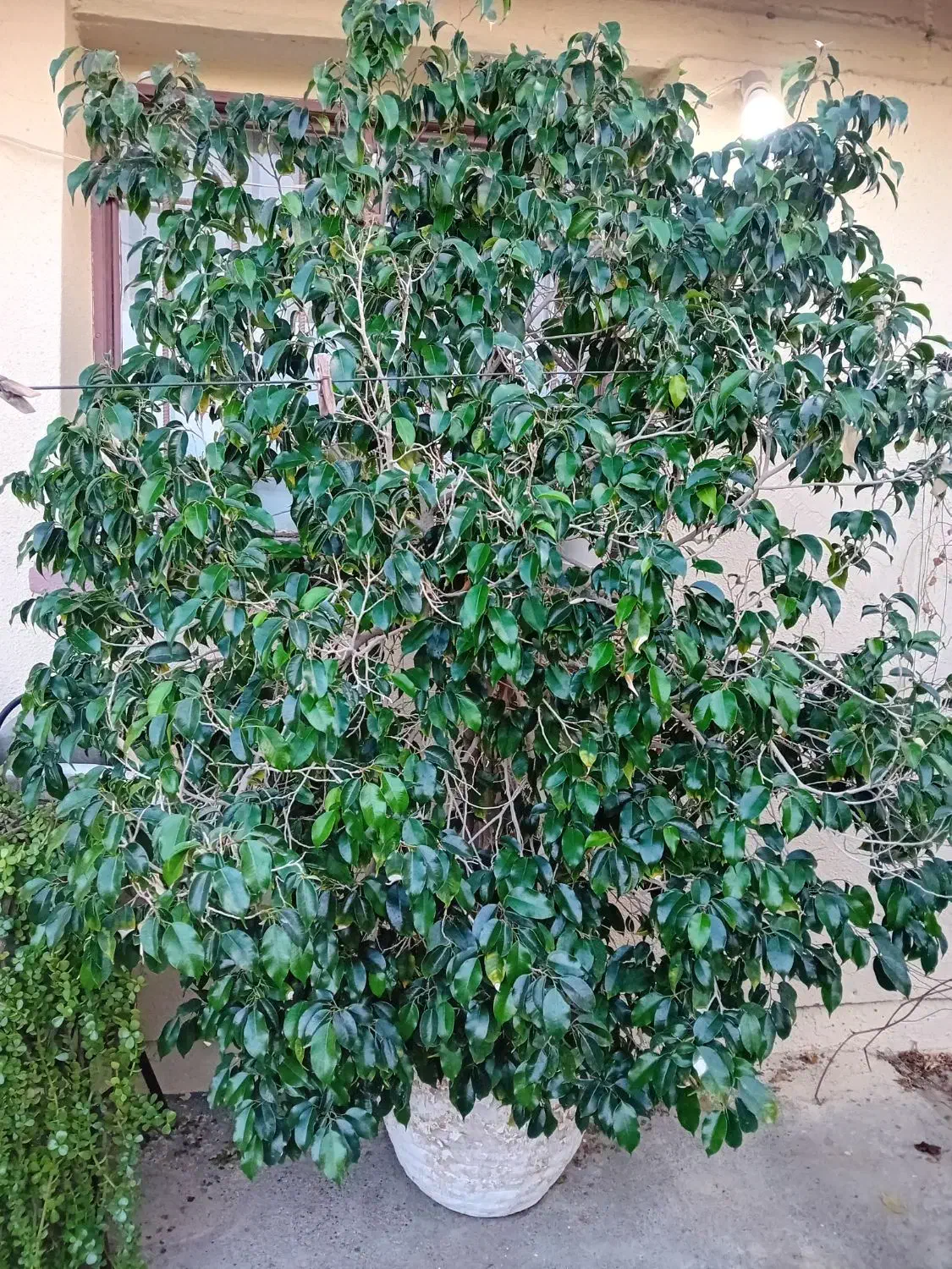 فروش درخت بنجامین باگلدان سنگی بزرگ|گل و گیاه طبیعی|بندرعباس, |دیوار