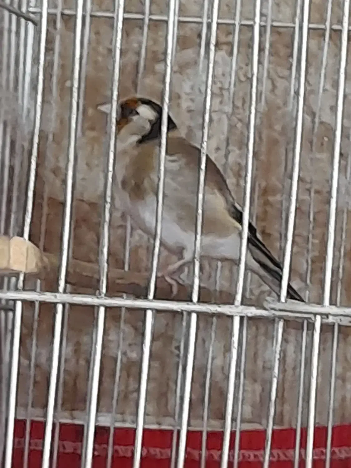 ماده سهره دوساله رو به مستی|پرنده|وحیدیه, |دیوار