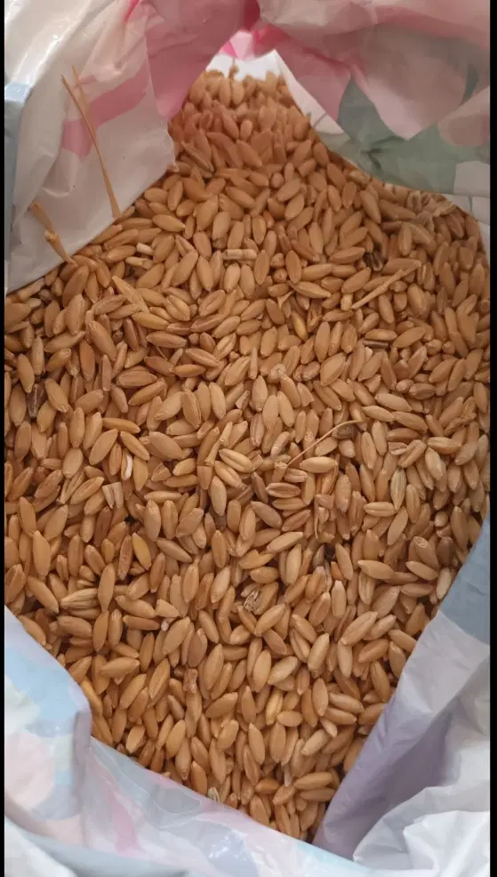 گندم|خوردنی و آشامیدنی|ارژن, |دیوار