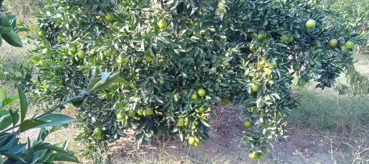 فروش پرتقال درجه یک|حراج|کردکوی, |دیوار